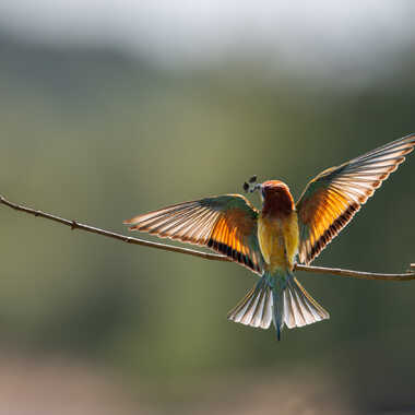 En transparence par jeromebouet