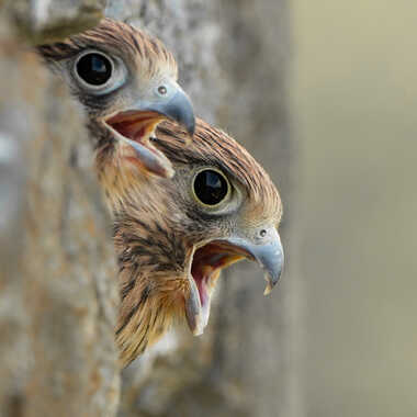 Maman ! par Dan_naturephoto