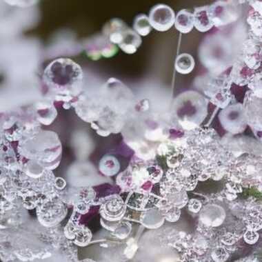 Perles de pluie par Jerome Rabille