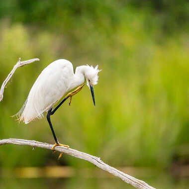 Equilibriste par DFluzin