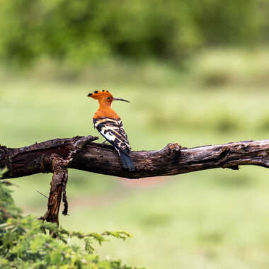 Que fais-tu sur ma branche? par Therese.leroy