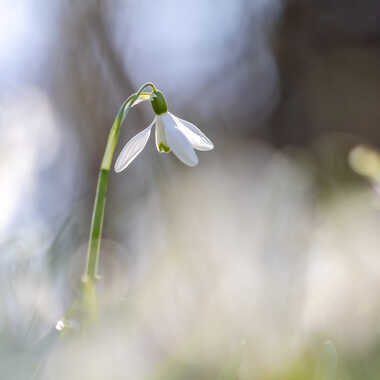 Gagnant du Concours Photo Premiers jours du printemps