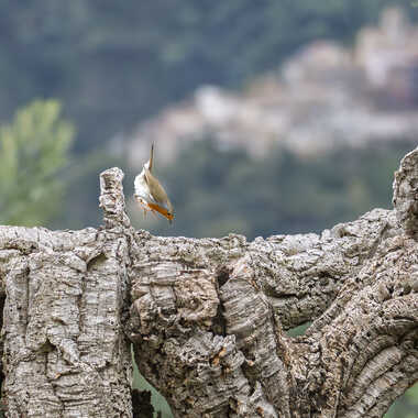 Je plonge. par Barni