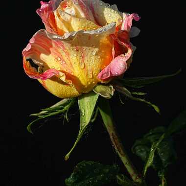 Gagnant du Concours Photo Fleurs