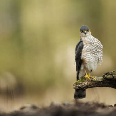 Focalisation percante par Stefano
