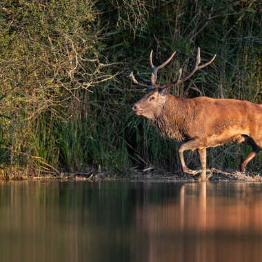 Le roi sous les projecteurs par jeromebouet