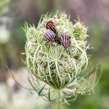 Graphosoma semipunctatum par tinathphoto