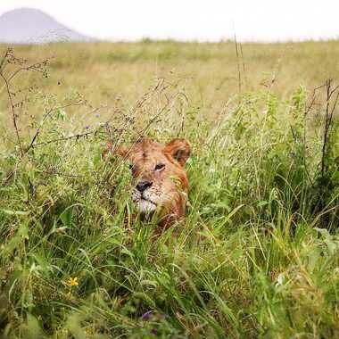 Eh ! oui ... je vous surveille .... par M@rielle