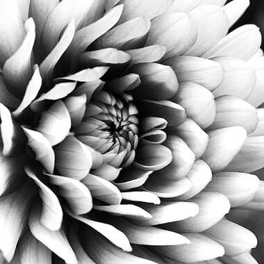 dahlia dalie. par altou