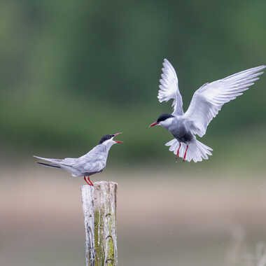 Tus dégages ! c'est mon piqué !! par jeromebouet