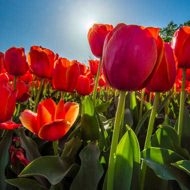 Au coeur des tulipes 
