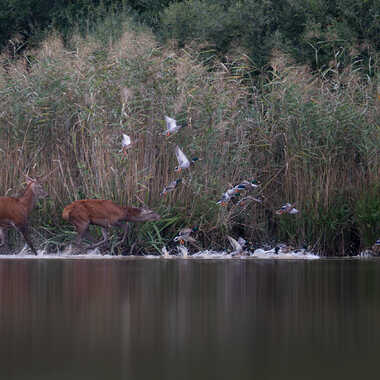 Poussez vous les canards ! par jeromebouet