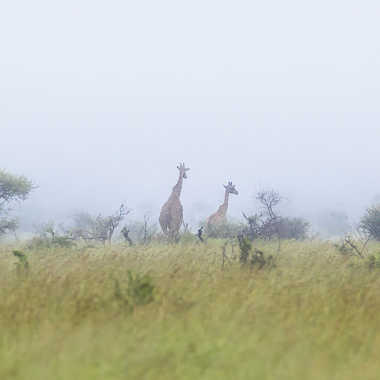 Le bush africain au petit matin par patrick69220