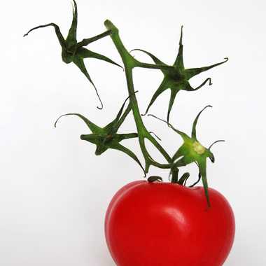 tomate 4 étoiles