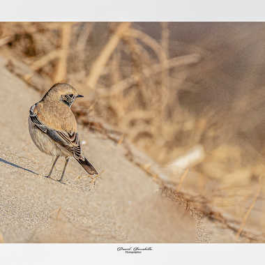 Traquet du désert sur le sable par daniel13660