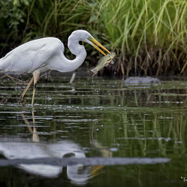 Belle pêche par Yves1964