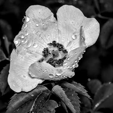 Nature monochrome (19) par ERASMUS