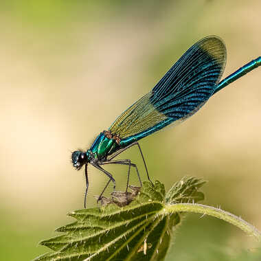 Zygoptera par Gilles-K