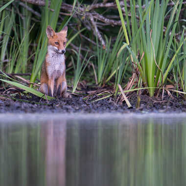 Quand goupil prend la pose par jeromebouet
