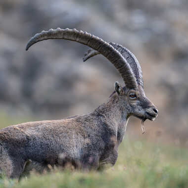 Le seigneur des cimes par jeromebouet
