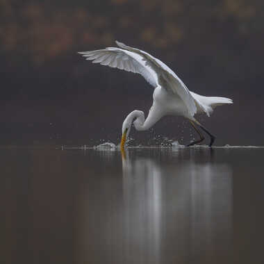 L'instant décisif par jeromebouet