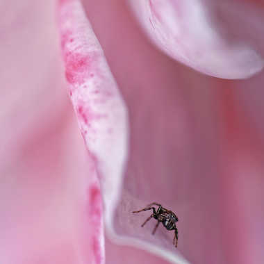 Nimbée de rose par Nikon78