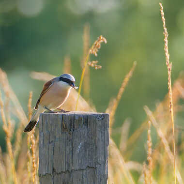 Petit-dej. par Gaillard