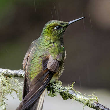 le colibri et la pluie par loutcho