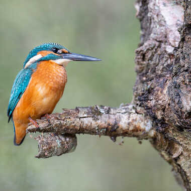 Maître Martin sur un arbre perché... par jeromebouet