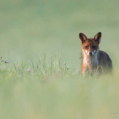 Renard roux - Vulpes vulpes - Fox par solivier