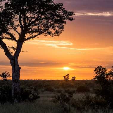 Sunrise sur le bush africain par patrick69220