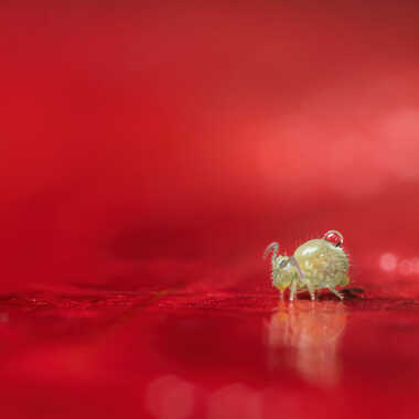 Le petit porteur d'eau! par JeBricole