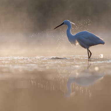 Reflet d'or et de brume par jeromebouet