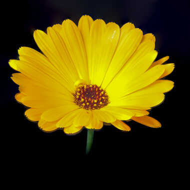 Souci étoilé par Jerome Rabille