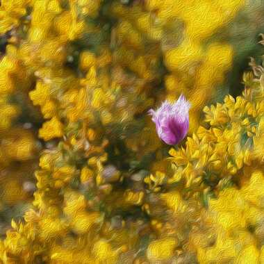 Gagnant du Concours Photo Faisons un peu de paintographie