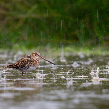 Jour de pluie par jeromebouet