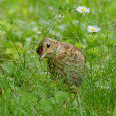 Je t'ai à l'oeil par Gaillard