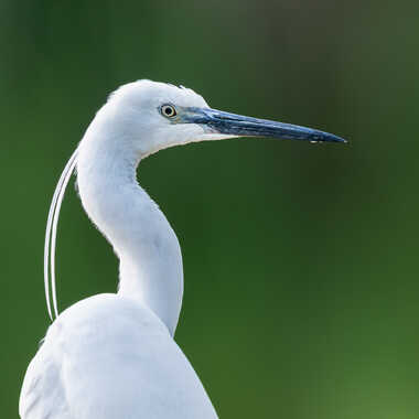 Portrait de Garzette par jeromebouet