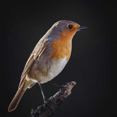 Gagnant du Concours Photo Post-traitement à partir d'un raw