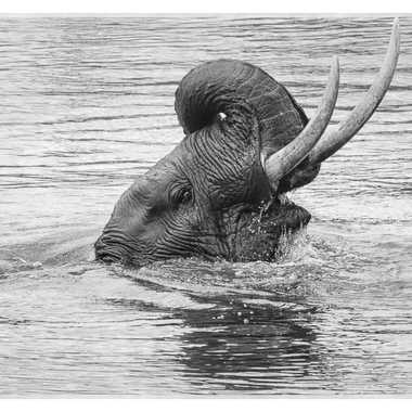 Eléphant africain au bain par patrick69220