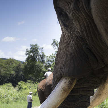 Défenses d'ivoire par patrick69220