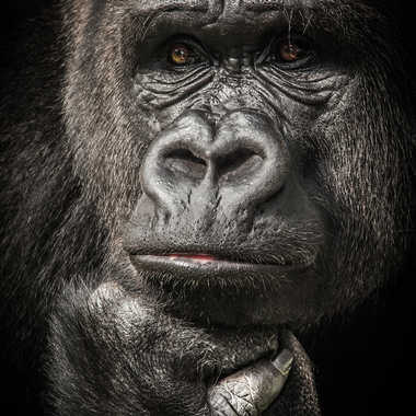 Human Gorillaz par james_1068