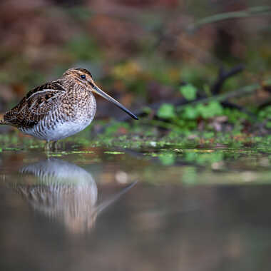 Reflet de la cousine par jeromebouet