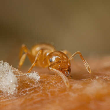 Oh!!, une barbapapa!! par JeBricole