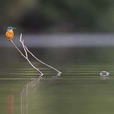 Seul sur l'étang par jeromebouet