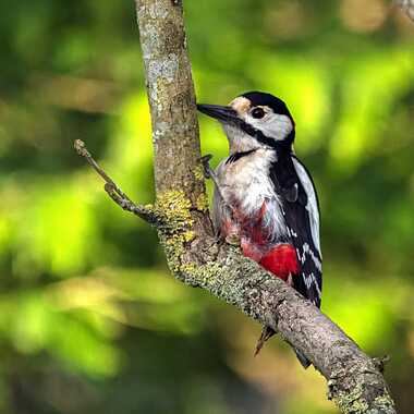 Gagnant du Concours Photo Faune sauvage en liberté