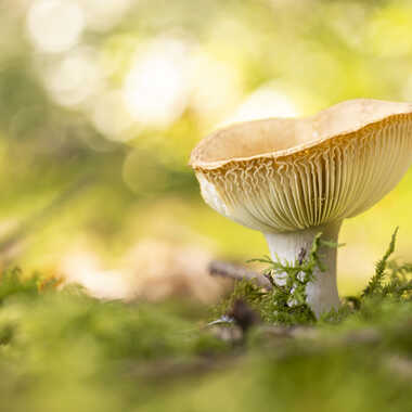Le champignon par Cerdicus