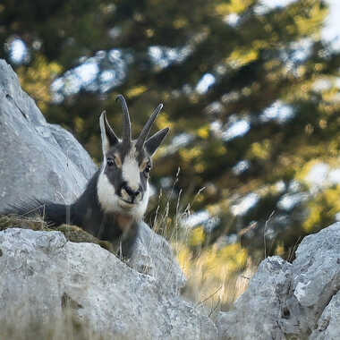 Une drôle de marmotte par deneal