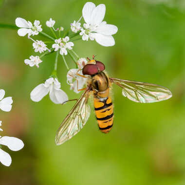 Elle butine épicé par Gaillard