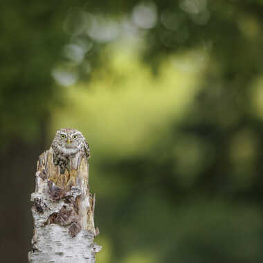 Regard perçant par Stefano